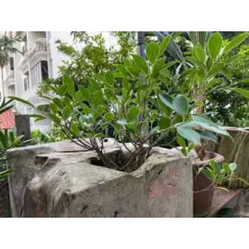 Good Teak Plant 9-teak plant-8699261-69379.webp